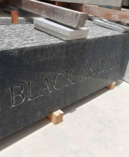 صورة BLACK ASWAN